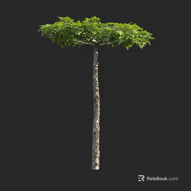 Tall Tree With Straight Trunk Textured Bark And Lush Green Canopy 3d model 