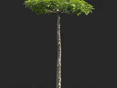 Tall Tree With Straight Trunk Textured Bark And Lush Green Canopy 3d model