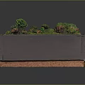Miniature Moss Landscape In Rectangular Wooden Box With Green Moss And Small Plants