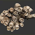 Detailed Organ And Hair Structure Featuring Tubular Branched Porous Brown White Parts