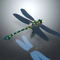 modern dragonfly thin-winged dragonfly lexian dragonfly 3d model