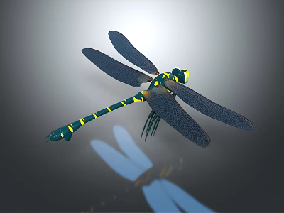 Teal and Yellow Striped Dragonfly with Transparent Wings and Slender Body on Gray Background 3d model