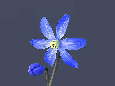 Blue Flower With Five Petals Yellow Center And Small Bud On Gray Background 3d model