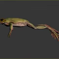 Green Frog With Red Legs Feet Yellow Green Gradient Body Stretching Mid Jump Dark Background