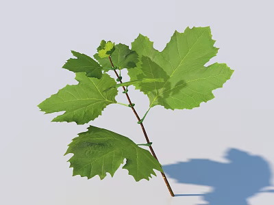 Green Leafy Branch With Fresh Leaves Against White Background And Soft Shadow 3d model