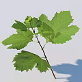 Green Leafy Branch With Fresh Leaves Against White Background And Soft Shadow