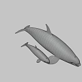 Orca Whale Mother With Calf Swimming On Gray Background 3D Render