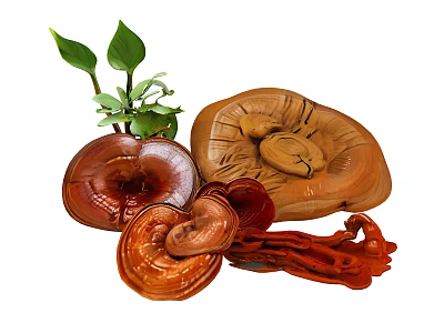 Natural Ganoderma Mushrooms With Fresh Green Plant Leaves And Varied Shapes 3d model