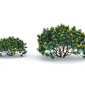 Two Green Leafy Shrubs With Yellow Accents Small And Large Sizes