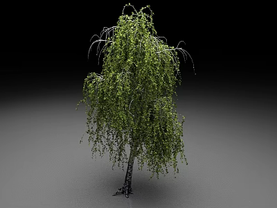 Weeping Willow Arbor With Green Drooping Branches And Thick Trunk 3d model
