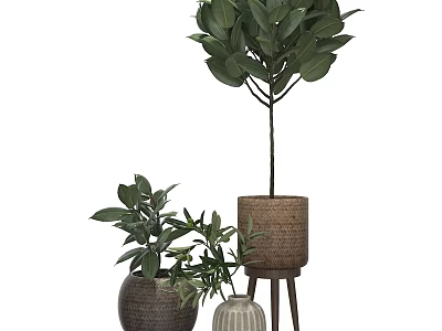 Lush Bonsai Potted Plants With Green Leaves In Woven And Ceramic Pots On Wooden Stand 3d model
