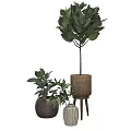 Lush Bonsai Potted Plants With Green Leaves In Woven And Ceramic Pots On Wooden Stand