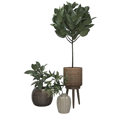 Lush Bonsai Potted Plants With Green Leaves In Woven And Ceramic Pots On Wooden Stand 3d model