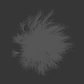Ornamental Grass Plant With White Plumes Next To Female Silhouette In Gray Background