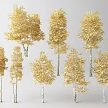 Golden Leaf Trees With White Trunks And Lush Canopies In Various Sizes