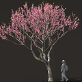 Arbor With Blooming Pink Flowers Curved Trunk And Person Walking Against Dark Background