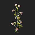 Pink Blooms on Green Stem with Lush Leaves in Vertical Plant Growth