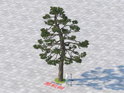 Black Pine Tree Growing On Paved Square With Person Standing And Shadow 3d model