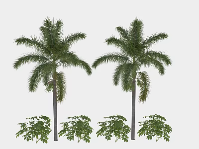 Tall Palm Trees With Lush Green Fronds And Surrounding Low Shrubs 3d model