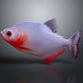 Colorful Fish With White Body Red Head Large Eyes And Purple Tail In Gray Background
