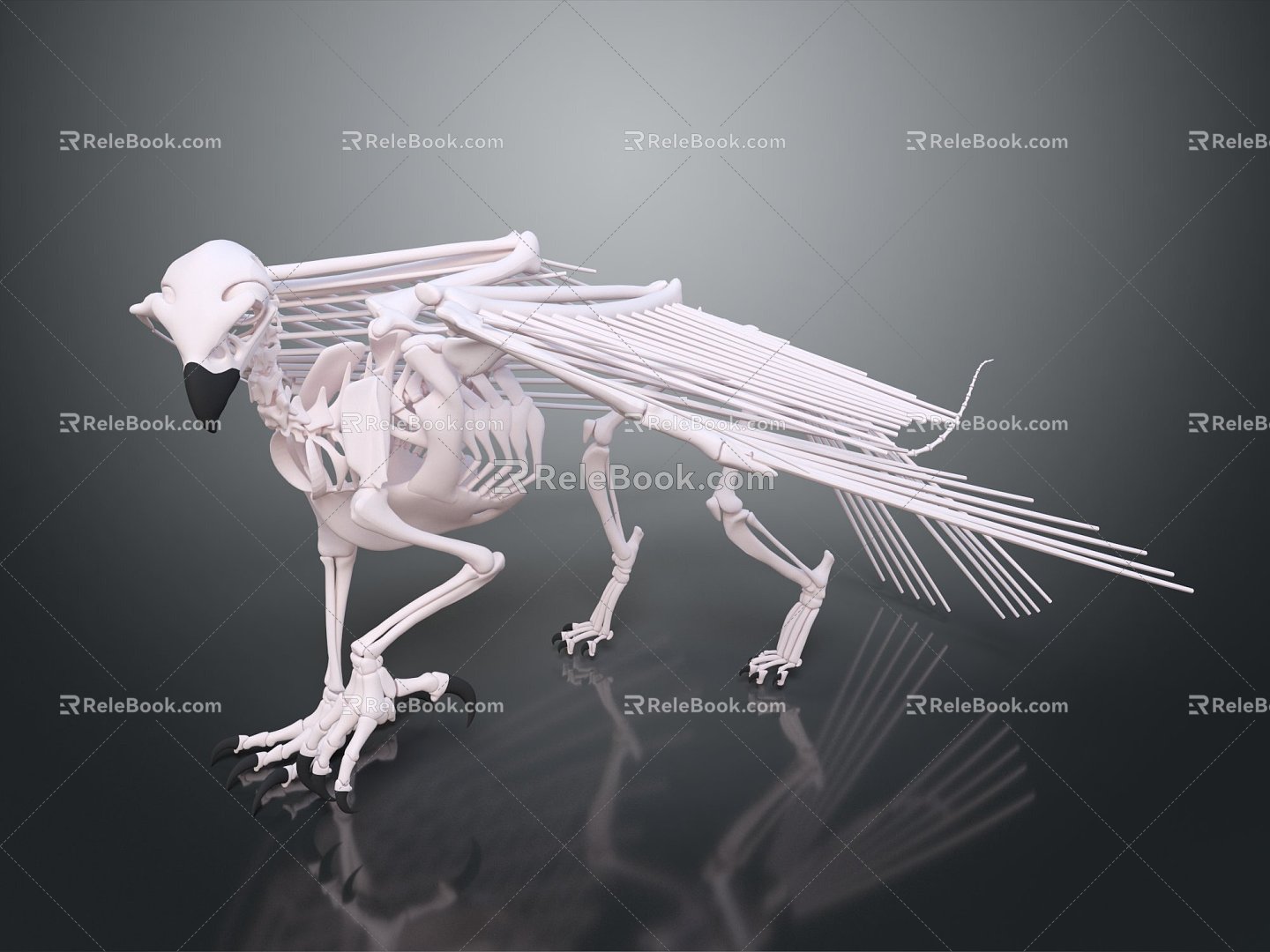 Modern Skeleton Gryphon Skeleton Gryphon Eagle Strange Bird Skeleton 3d model