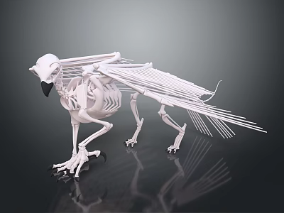 White Avian Skeleton Anatomical Model for Medical Veterinary Education Training 3d model