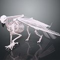 Modern Skeleton Gryphon Skeleton Gryphon Eagle Strange Bird Skeleton 3d model