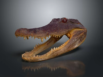Aquatic Animal Crocodile Skull with Open Mouth Sharp Teeth Purple Brown Gray Background Reflection 3d model