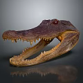 Modern Crocodile Specimen Alligator Nile Alligator 3d model