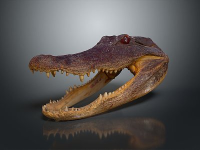 Modern Crocodile Specimen Alligator Nile Alligator 3d model