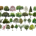 Various Types of Arbor Trees with Different Leaf Colors Shapes and Sizes for Garden Landscaping