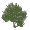 Lush Tree With Green Leaves And Purple Small Flowers On Multiple Trunks