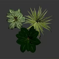 Different Types of Indoor Houseplants in Various Material Pots on Dark Reflective Surface