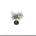 Indoor Decorative Bonsai Plant With Green Leaves And Round Ceramic Pot Tray