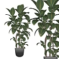 Lush Bonsai Potted Plants With Green Foliage And Wooden Branches In Black Pots