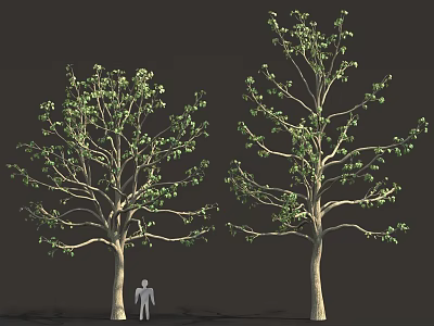 Two Trees With Green Leaves And Trunk Alongside Human Figure Scale Model 3d model