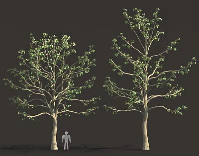 Two Trees With Green Leaves And Trunk Alongside Human Figure Scale Model 3d model