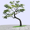 Lush Arbor Featuring Curved Trunk And Green Foliage Against Blue Sky And Distant Water