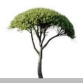 Modern Tree Pine Tree Landscape Tree 3d model