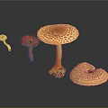 Different Types of Colorful Mushrooms With Unique Shapes And Textures On Black Background