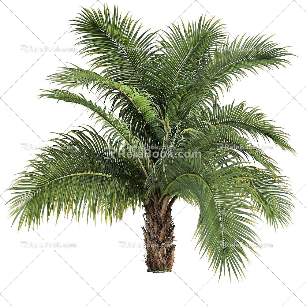 Falklands Palm 3d model