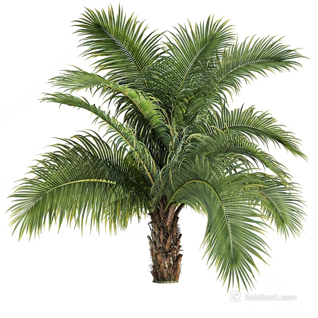 Tall Lush Tropical Palm Tree With Green Fronds And Brown Trunk 3d model 