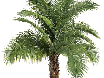 Falklands Palm 3d model