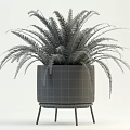 Indoor Potted Plants Collection with Large Leaves Slender Foliage and Ferns in White Dark Pots