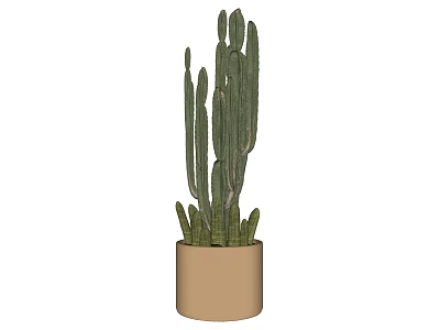 Garden Landscape With Tall Green Cactus Plant In Decorative Terracotta Pot 3d model