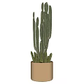 Garden Landscape With Tall Green Cactus Plant In Decorative Terracotta Pot