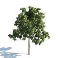 The Modern Tree 3d model