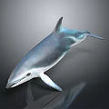 Graceful Blue Gray Dolphin in Swimming Pose with Glossy Skin 3D Render