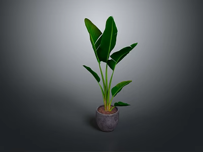 Green Leafy Indoor Plant With Large Leaves In Gray Pot For Home Decor 3d model
