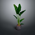 Green Leafy Indoor Plant With Large Leaves In Gray Pot For Home Decor